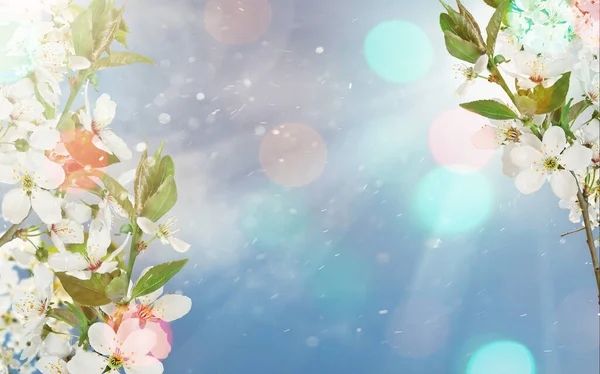 Beautiful Spring Background Blossoming Cherry Blue Sky Wich Bokeh — Stock Photo, Image