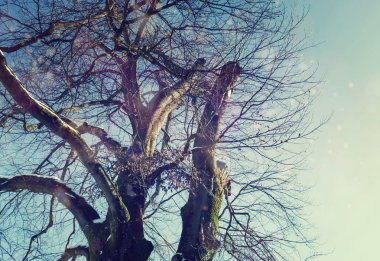 Gökyüzü, ağaç ve karlı kış arkaplanı