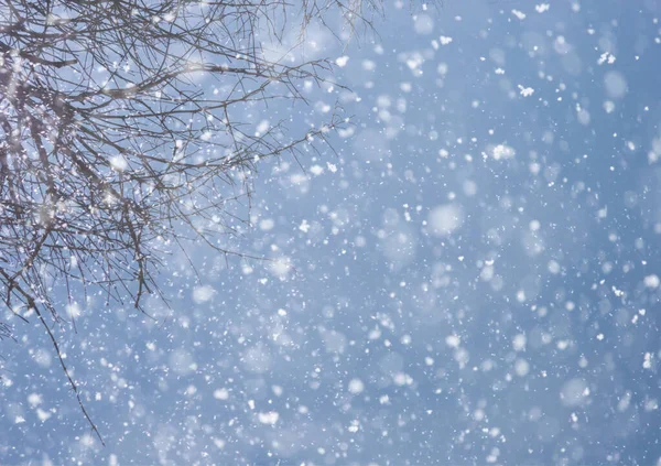 Небо Фоне Деревьев Снега Вид Серые Зимние Огни Рассеянный — стоковое фото