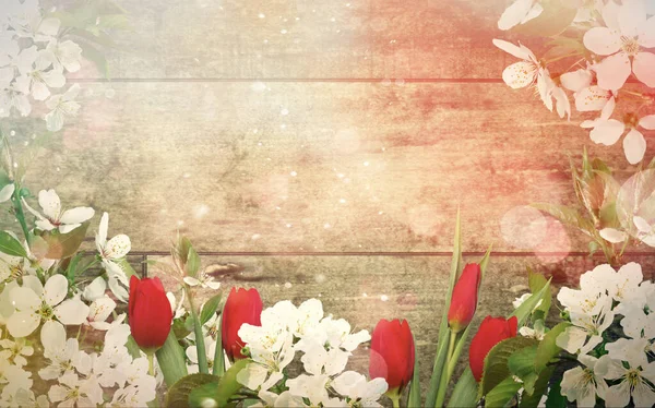 Kırmızı laleli ahşap duvar ve kiraz çiçekleri. Selamlama için bahar arkaplanı