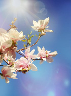 Manolya çiçekleri açık mavi bir arkaplanda çiçek açmaya başlıyor.