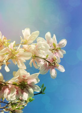 Manolya çiçekleri açık mavi bir arkaplanda çiçek açmaya başlıyor.