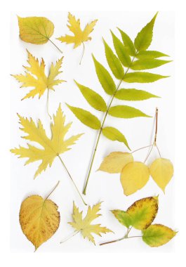 Sonbahar yapraklı kompozisyon beyaz arka planda. Davetiyeler, kartlar ve sonbahar yaprakları için bir dizi düzenleme ve buketler, tebrikler..