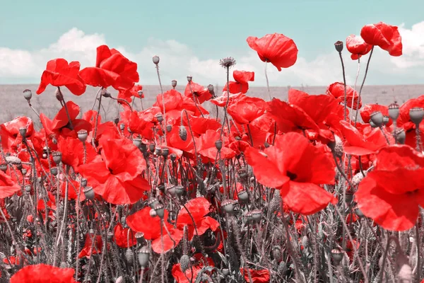 Poppy Bloemen Zomer Achtergrond Veld Met Rode Bloemen Blauwe Hemel — Stockfoto