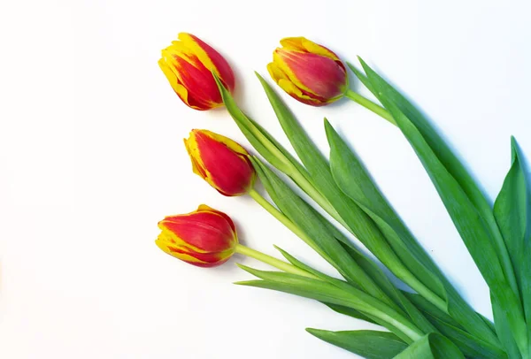 Buket, beyaz arka planda kırmızı laleler, izole edilmiş