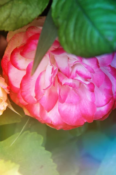 Beautiful Peony Flower Garden Blur Background — Stock Photo, Image