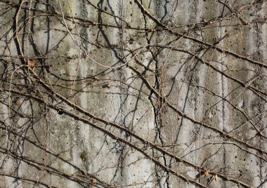 Sarmaşık dalları ile şehir duvarının parlak gri dokusu