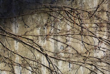 Sarmaşık dalları ile şehir duvarının parlak gri dokusu