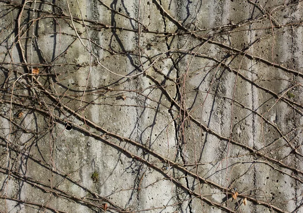 Sarmaşık dalları ile şehir duvarının parlak gri dokusu