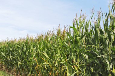 Yazın güneşli bir günde güzel yeşil mısır tarlası