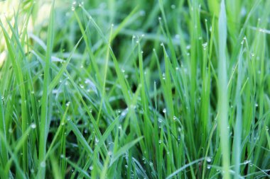 Çimenli ve güneşli güzel yaz arkaplanı