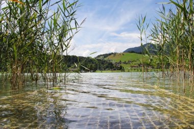 Tepeleri ve su bitkileriyle güzel bir yaz gölü manzarası. Avusturya, Tirol