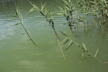 Göldeki su bitkilerinin yaprakları. Yeşil doğa, rahatla.