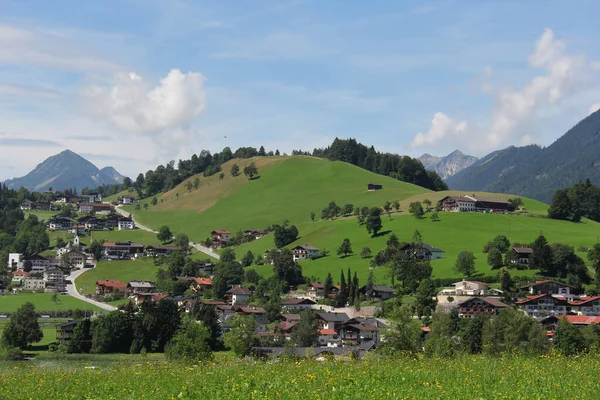 Blader Vannplanter Dammen Grønn Natur Slapp Bakgrunnen – stockfoto