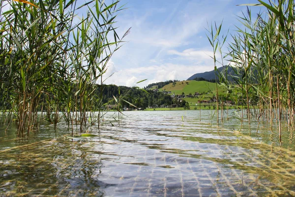 Belo Panorama Lago Verão Com Colinas Plantas Aquáticas Áustria Tirol — Fotografia de Stock