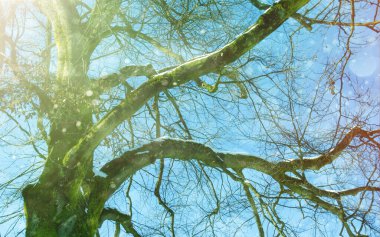 Gökyüzü, ağaç ve karlı kış arkaplanı