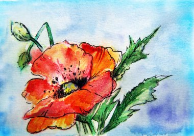 Mavi arka planda güzel kırmızı gelincik çiçeği. Suluboya, mürekkep, kağıt, fırça