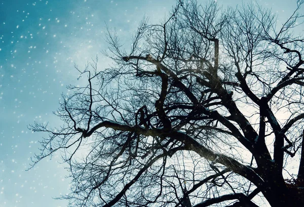Зимний Фон Небом Деревом Снегом — стоковое фото