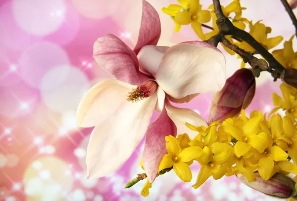 Ветка Розовой Магнолии Желтые Цветы Розовом Фоне Боке — стоковое фото