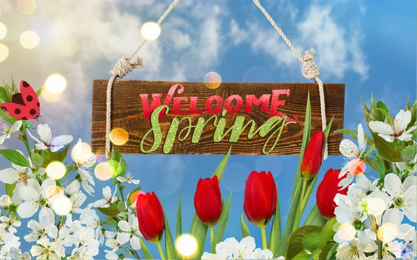 Welcome spring poster with beautiful festive flowers red tulips, white cherry, blue sky background with boke. Lettering on wood board