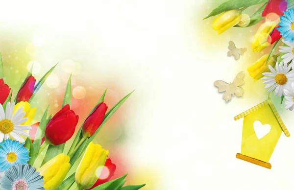 Fundo Primavera Com Belas Tulipas Vermelhas Amarelas Camomila Branca Margarida — Fotografia de Stock