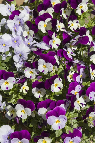 Viola Tricolor Jardim Dia Ensolarado — Fotografia de Stock