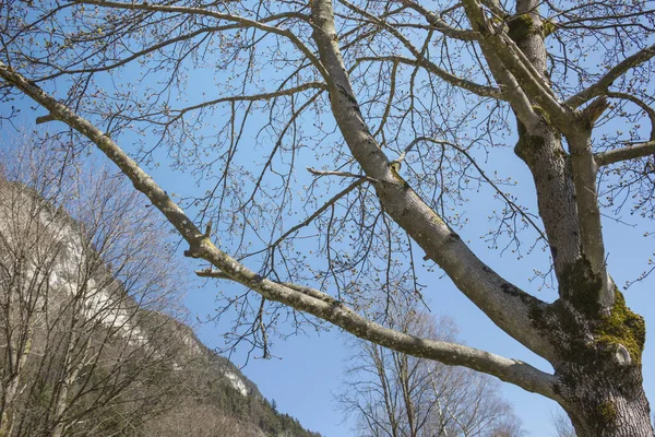 Grote Boom Tegen Achtergrond Van Berg Blauwe Lucht — Stockfoto