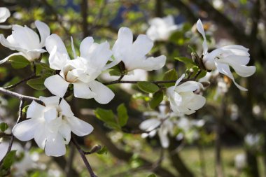 Manolya çiçekleri açmaya başlıyor. Bahar zamanı manolya çiçeklerinin yeşermesi, güneşli mahsul çiçek arkaplanı