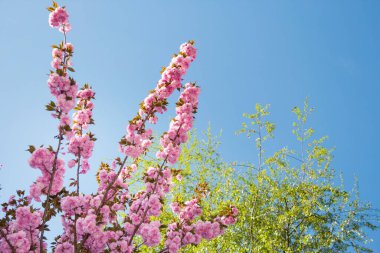 Pembe kiraz çiçekleri. Bahar günü bahçede çiçek açan ağaç.