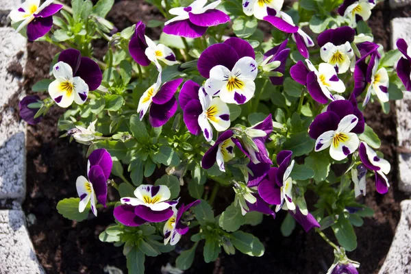 Viola Tricolor Jardim Dia Ensolarado — Fotografia de Stock