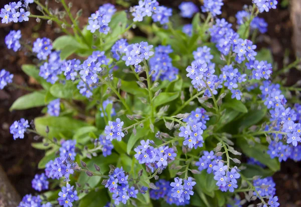 Pequenas Flores Azuis Relvado Jardim Flores Azuis Parque Primavera — Fotografia de Stock