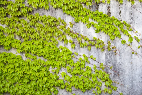 Правая Белая Текстура Городской Стены Зелеными Ветвями Плюща Стоковое Фото