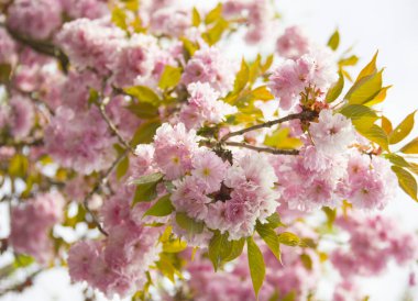 Pembe kiraz çiçekleri. Bahar günü bahçede çiçek açan ağaç.