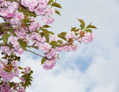 Pembe kiraz çiçekleri. Bahar günü bahçede çiçek açan ağaç.