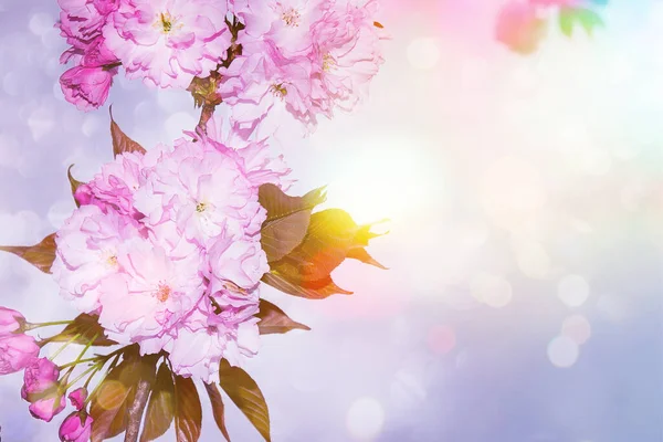 Rózsaszín Cseresznye Virágok Virágzó Kertben Tavasz Napján Gyönyörű Háttér Virágzó — Stock Fotó