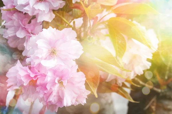 Pembe kiraz çiçekleri. Bahar günü bahçede çiçek açan ağaç. Çiçek açan ağaçlarla güzel bir arka plan. Mavi gökyüzü arkaplanlı pembe çiçekler