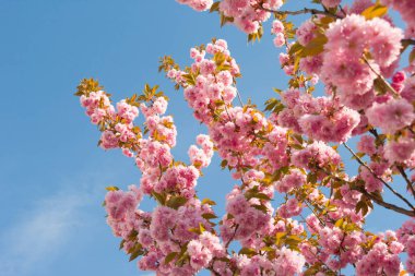 Pembe kiraz çiçekleri. Bahar günü bahçede çiçek açan ağaç. Çiçek açan ağaçlarla güzel bir arka plan. Mavi gökyüzü arkaplanlı pembe çiçekler