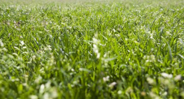 yeşil çimen, yeşil çimen desenli arka plan