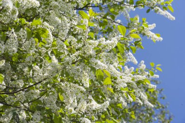 Kuşkiraz ağacı güneşli bir günde bahçede çiçek açar. Baharda mavi gökyüzünün arka planında güzel beyaz çiçekler. Doğal arkaplan, odaklı değil