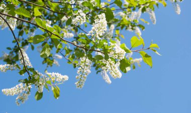 Kuşkiraz ağacı güneşli bir günde bahçede çiçek açar. Baharda mavi gökyüzünün arka planında güzel beyaz çiçekler. Doğal arkaplan, odaklı değil