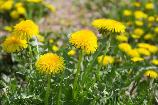 Güneşli bahar gününde karahindiba ile yeşil çayır