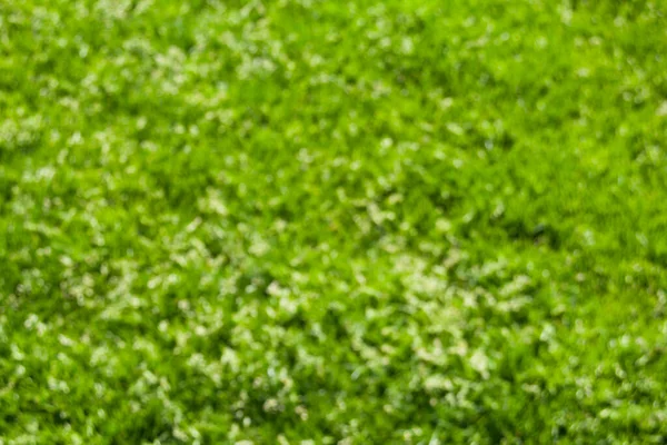  Bulanık yeşil çimenler, yeşil çimen desenli arka plan