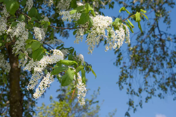Kuşkiraz ağacı güneşli bir günde bahçede çiçek açar. Baharda mavi gökyüzünün arka planında güzel beyaz çiçekler. Doğal arkaplan, odaklı değil