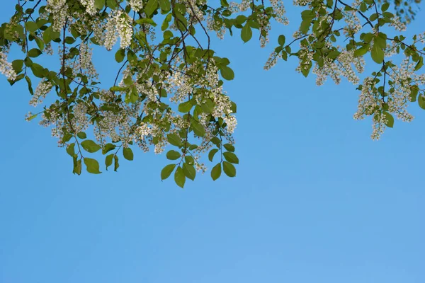 Kuşkiraz ağacı güneşli bir günde bahçede çiçek açar. Baharda mavi gökyüzünün arka planında güzel beyaz çiçekler. Doğal arkaplan, odaklı değil