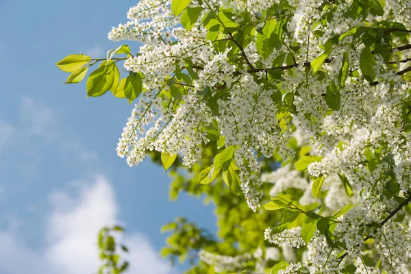 Kuşkiraz ağacı güneşli bir günde bahçede çiçek açar. Baharda mavi gökyüzünün arka planında güzel beyaz çiçekler. Doğal arkaplan, odaklı değil