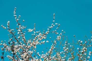 Bahar bahçesinde beyaz kiraz ağacı çiçek açar, arka planda mavi gökyüzü