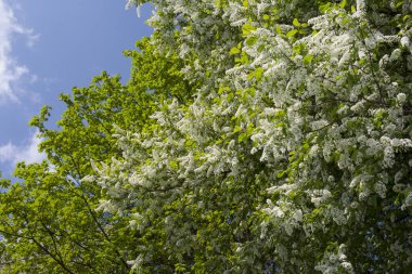 Kuşkiraz ağacı güneşli bir günde bahçede çiçek açar. Baharda mavi gökyüzünün arka planında güzel beyaz çiçekler. Doğal arkaplan