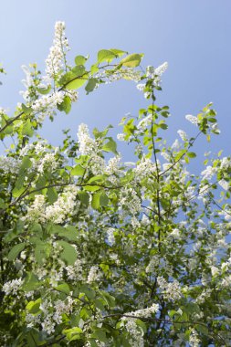 Kuşkiraz ağacı güneşli bir günde bahçede çiçek açar. Baharda mavi gökyüzünün arka planında güzel beyaz çiçekler. Doğal arkaplan