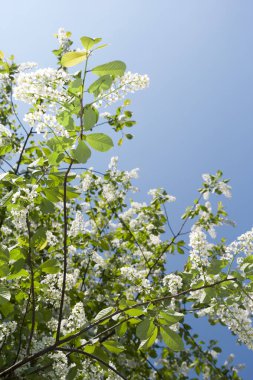 Kuşkiraz ağacı güneşli bir günde bahçede çiçek açar. Baharda mavi gökyüzünün arka planında güzel beyaz çiçekler. Doğal arkaplan