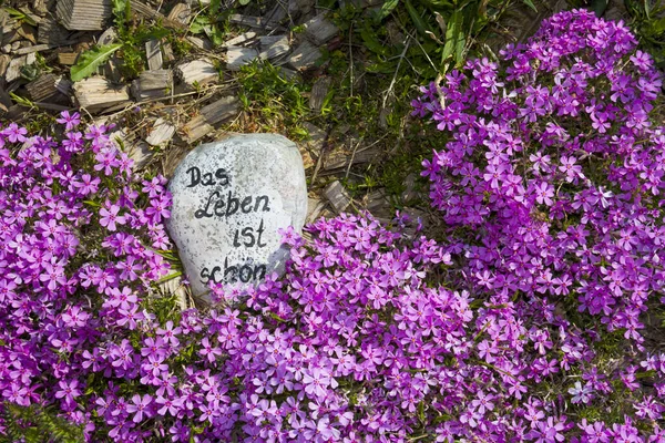 Bahçede pembe çiçekler. Almanca yazıt: Hayat güzeldir.!
